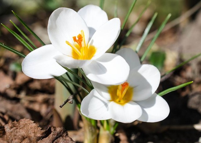 crocus_31-650x463.jpg