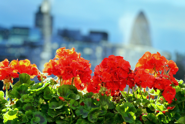pelargonium_26.jpg