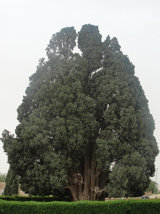sarv-e-abarkuh.jpg