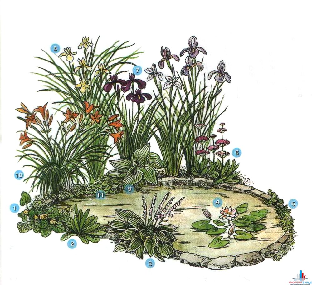 decorating-pond-plants-01.jpg