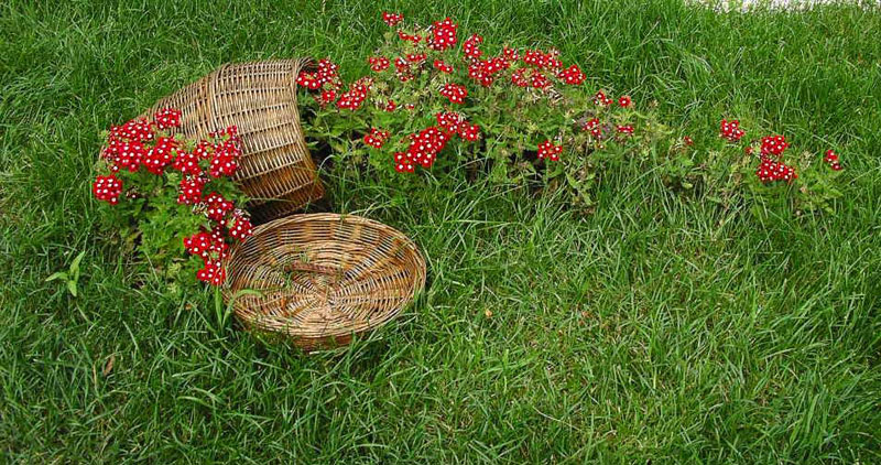 stream-flower-bed-01.jpg