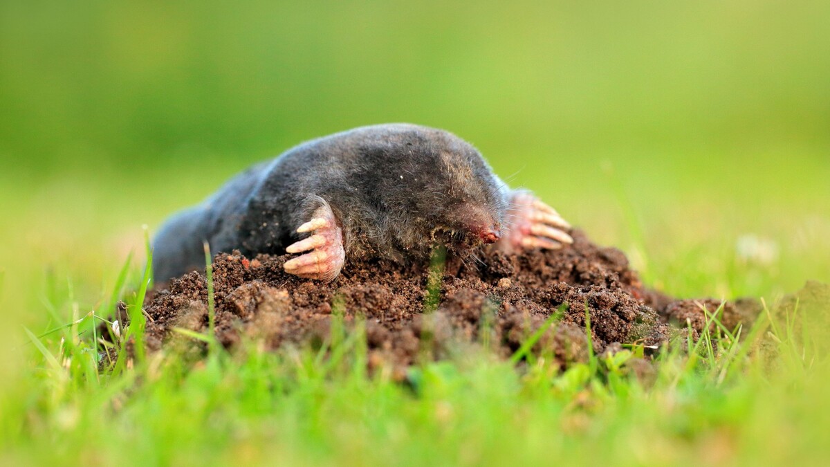mole2.jpg