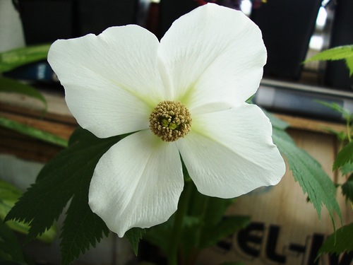 beluj_glaucudum.jpg