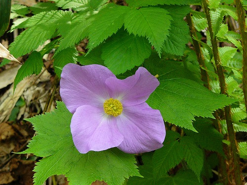 glaucudum_foto.jpg