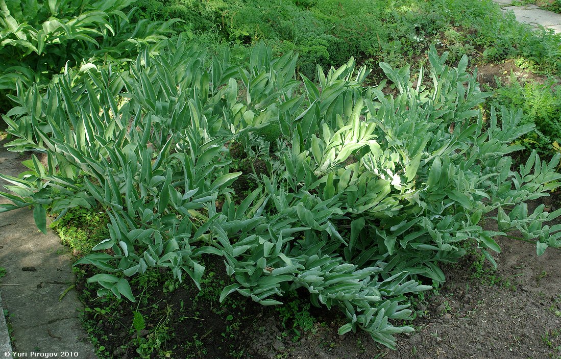 ferula_foetidissima.jpg
