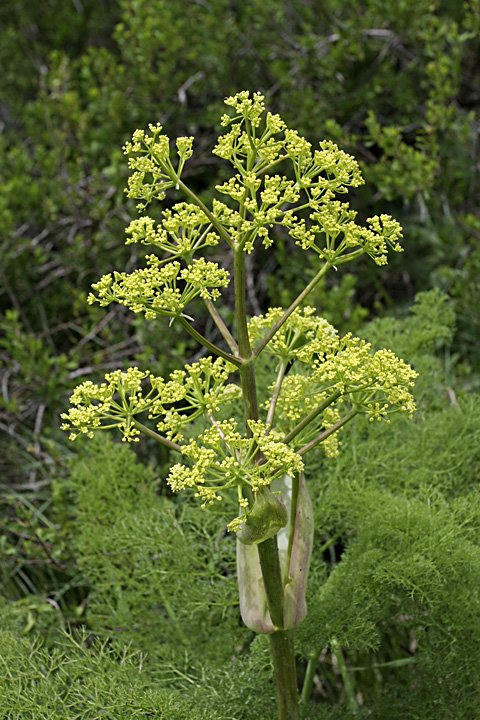 ferula_tenuisecta.jpg