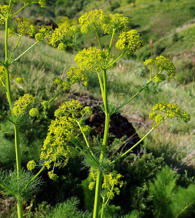 prangos_pabularia.jpg