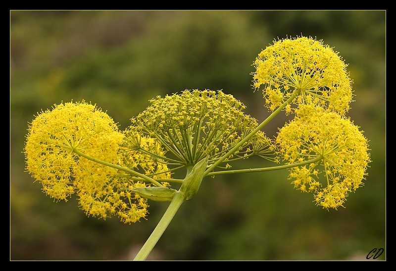 ferula_communis.jpg