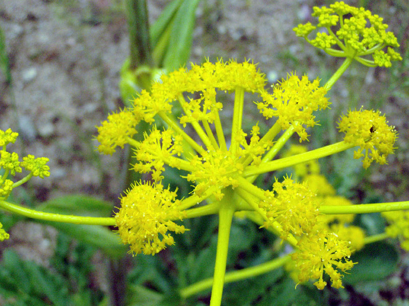 ferula_kokanica.jpg