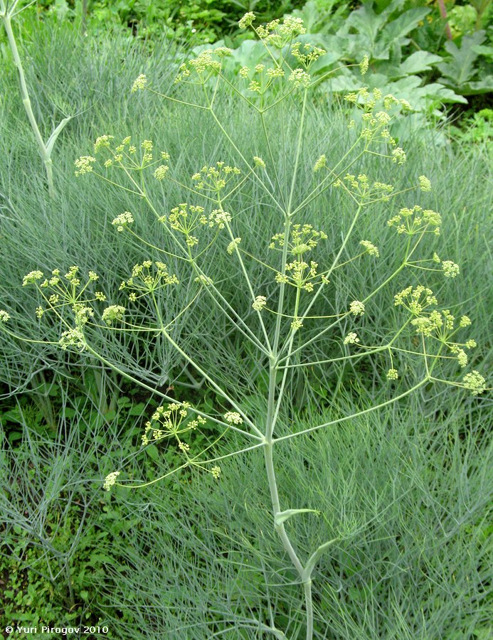 ferula_leucographa.jpg