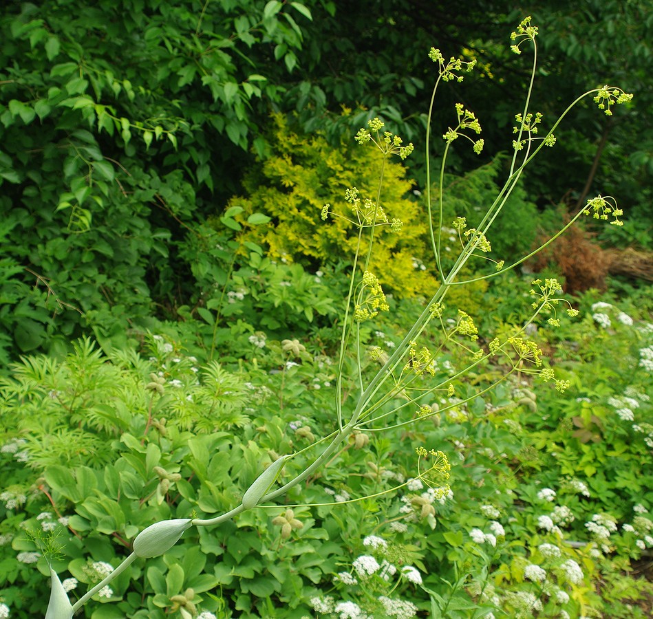 ferula_ugamica.jpg