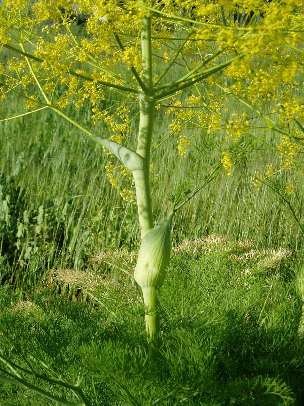 karatavica.jpg