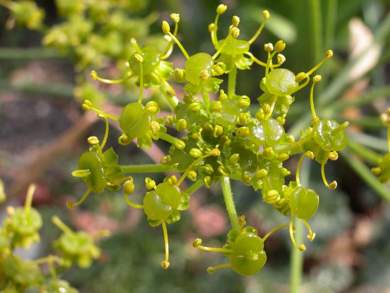 prangos_acaulis_002.jpg