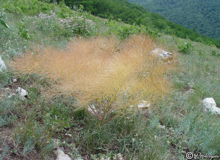 prangos_trifida.jpg