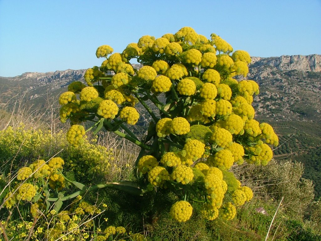 ferula_asafoetida.jpg