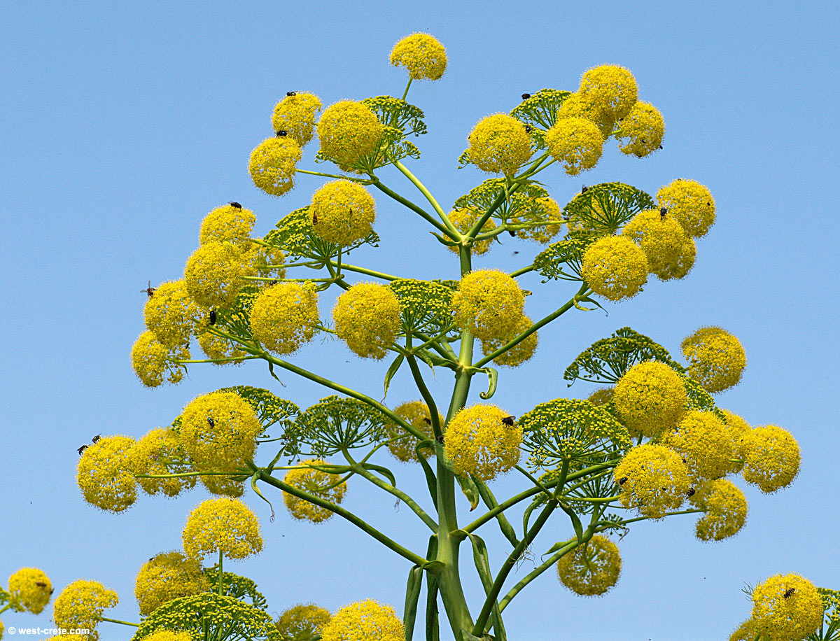 ferula_communis-1large.jpg