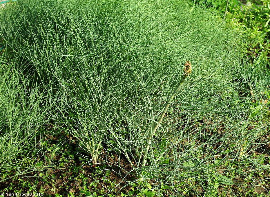 ferula_leucogapha.jpg