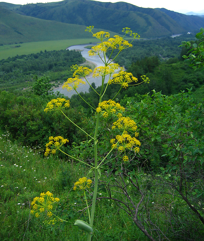 ferula_2.jpg