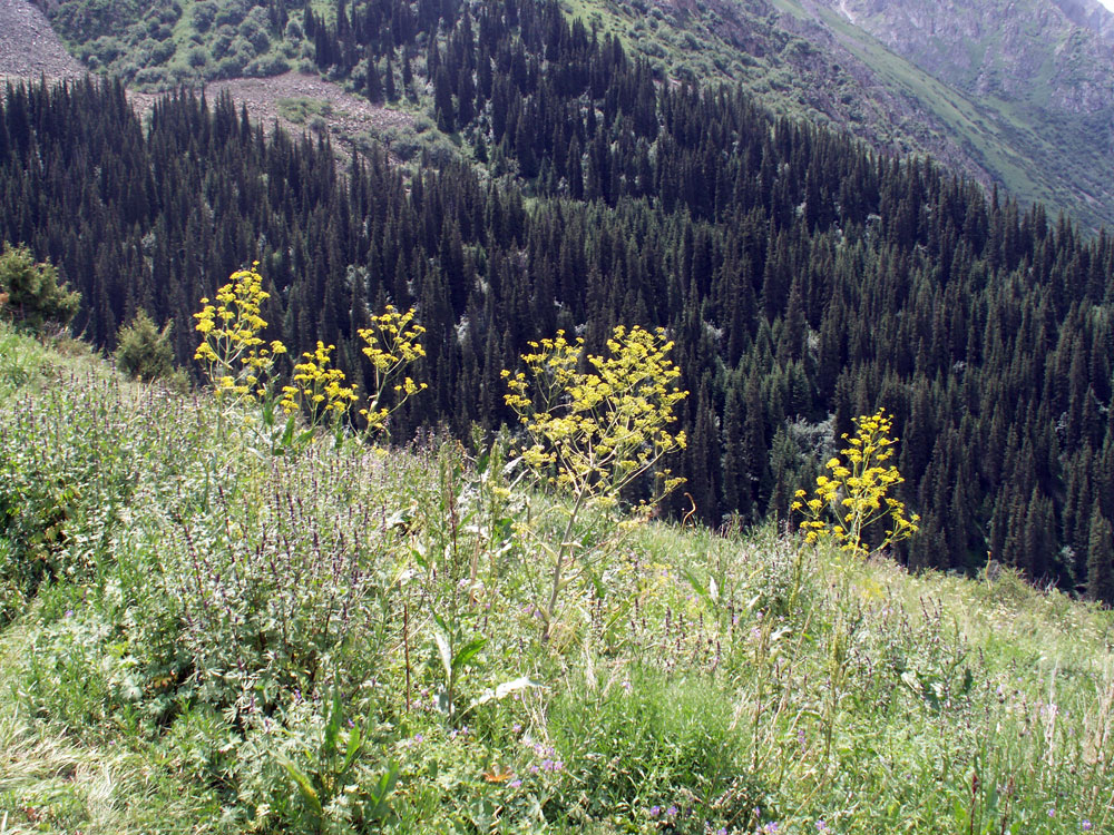 ferula__kelleri.jpg