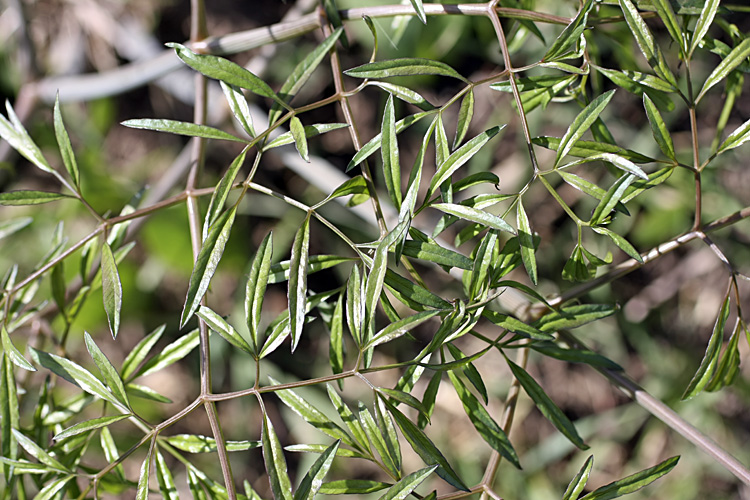 ferula_clematidifolia.jpg