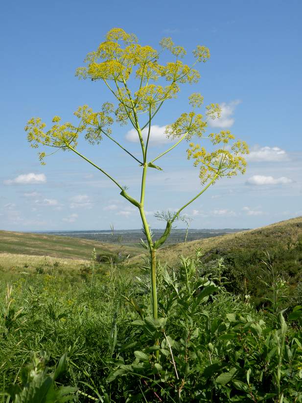 ferula_soonganca.jpg