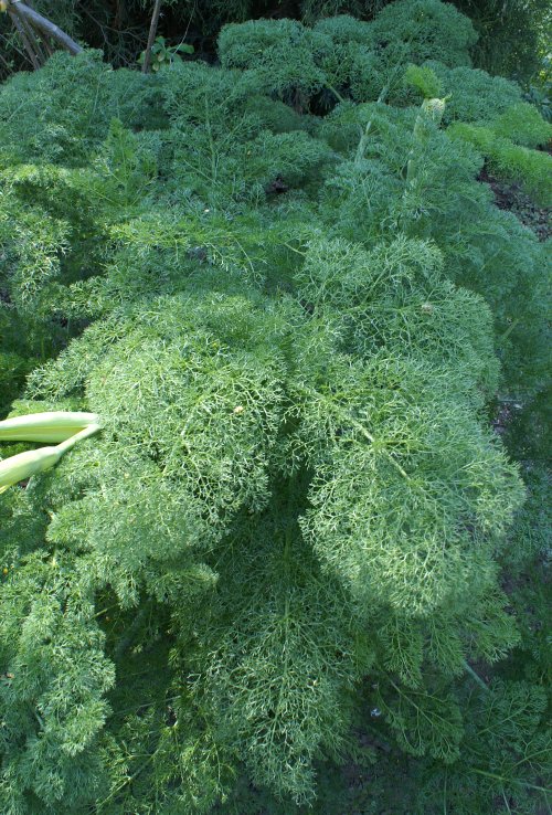 ferula_tenuisecta.jpg