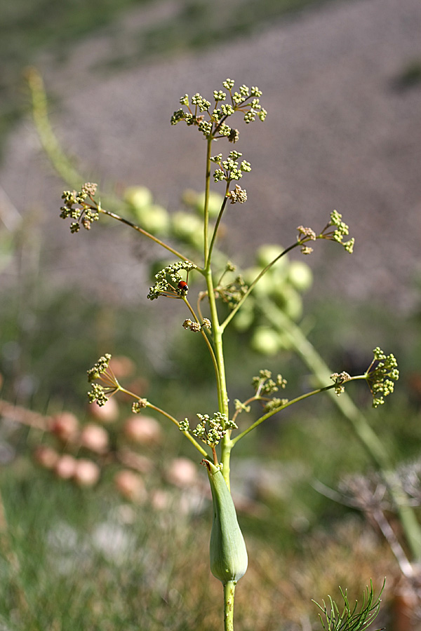 ferula_ugami.jpg