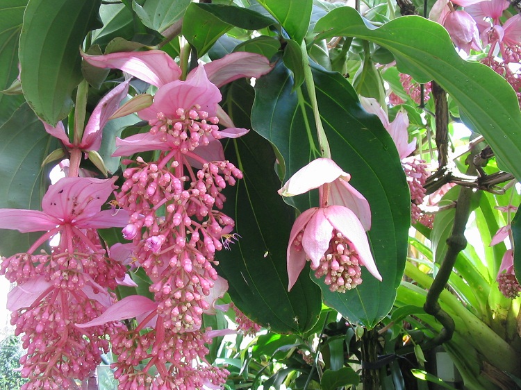 medinilla.jpg