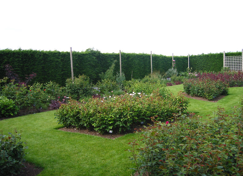 sad_roz_devida_ostina_17.jpg