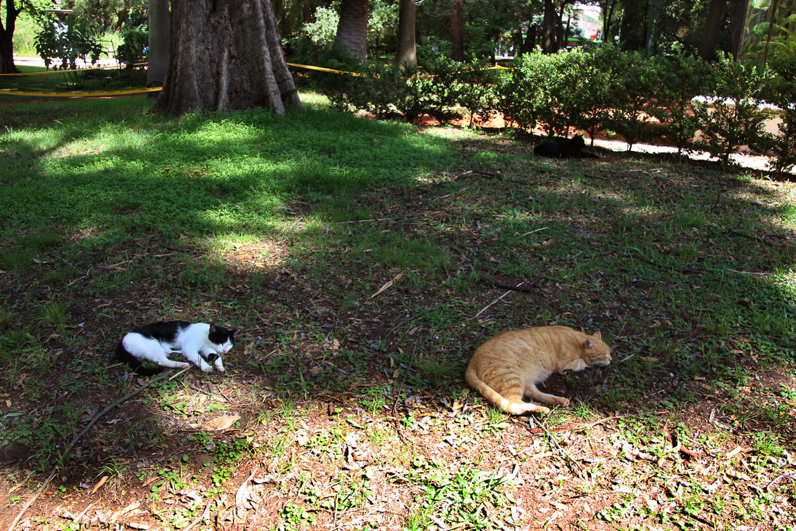 jardin_botanico_4.jpg