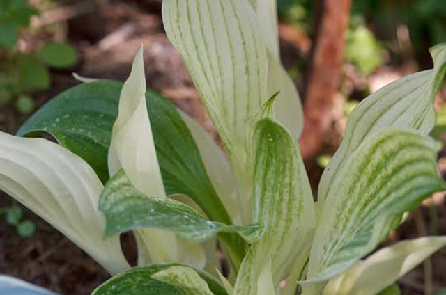 hosta_white_feather.jpg