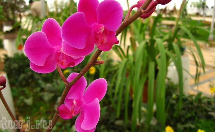 dalat-cvetochnue_sady_5.jpg