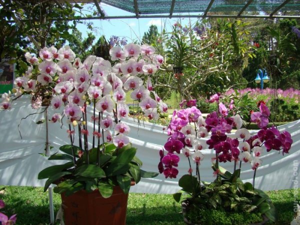 dalat-kvitkovi_sadu_6.jpg