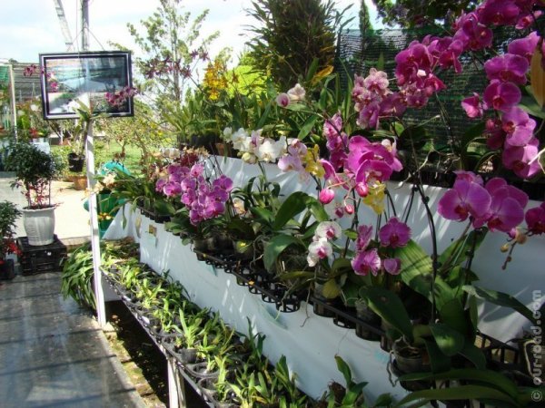 dalat-kvitkovi_sadu_7.jpg
