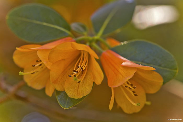 botanic_garden_sad_kopengagen_30.jpg