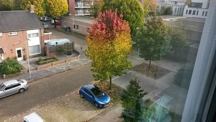 trehcvetnoe_derevo.jpg