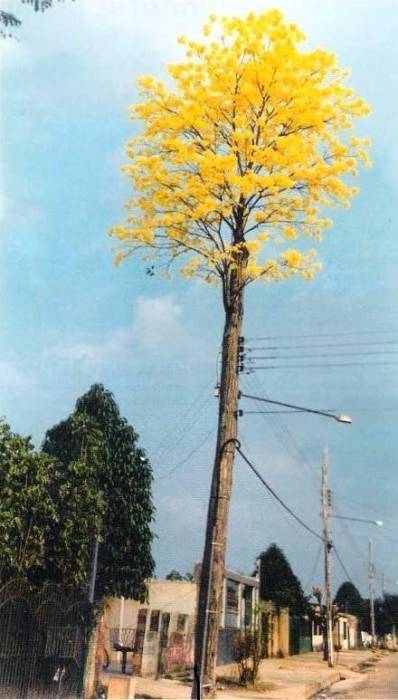 jaga_jittya.jpg