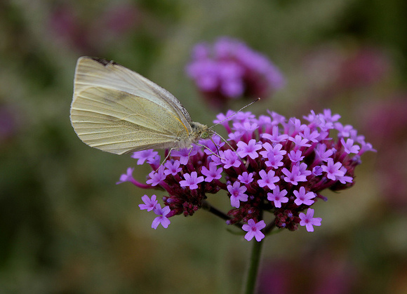 verbena_bonarskaya.jpg