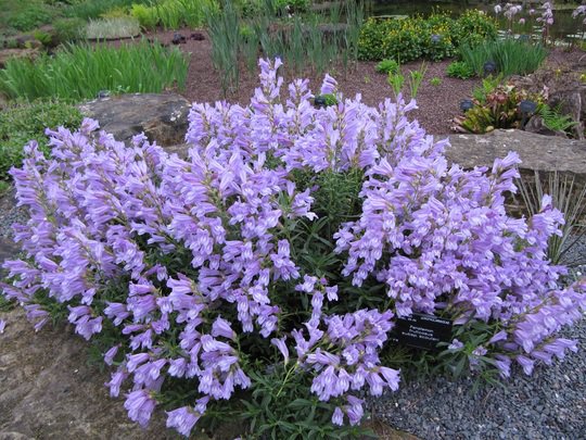 penstemon.jpg