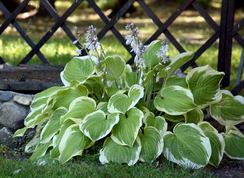 hosta.jpg