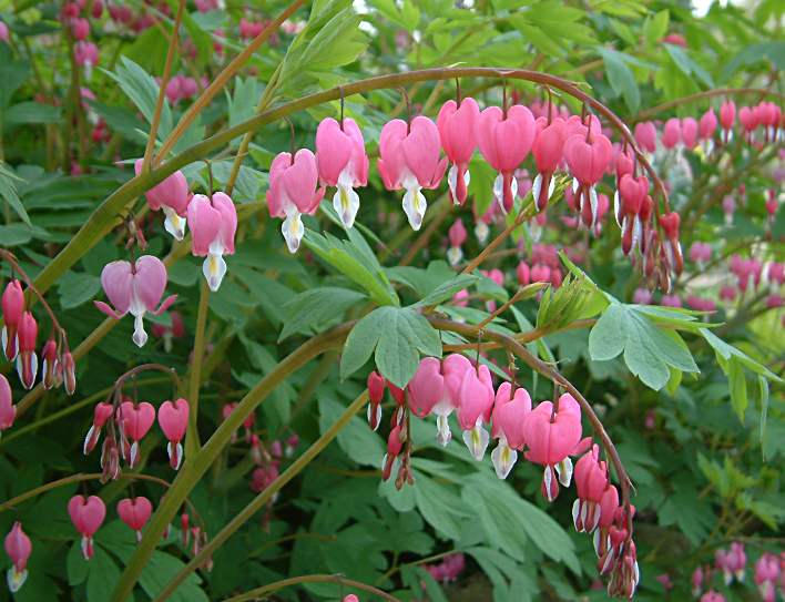 dicentra.jpg