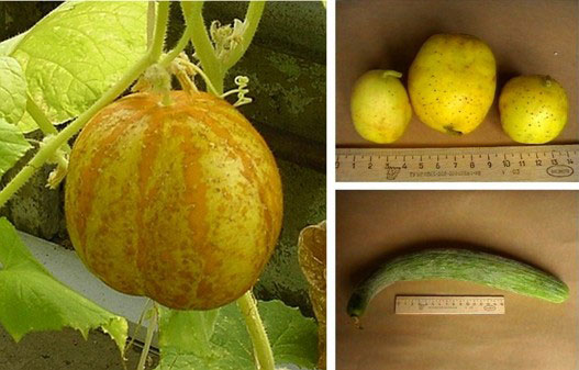 ogyrec_limon.jpg