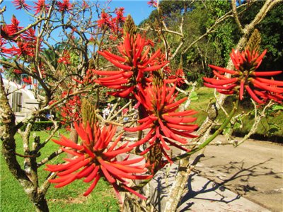 botanichnii_sad_san_paylo_4.jpg