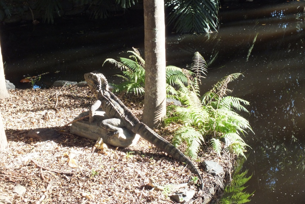 botanicheskii_sad_mount_coot_tha_4.jpg