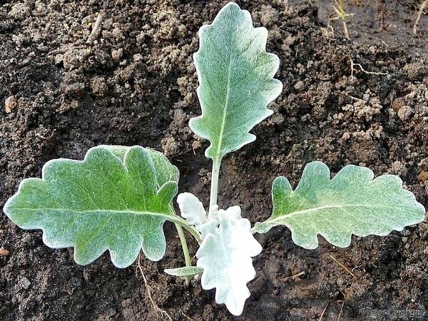 cinerariya_v_sady_11.jpg