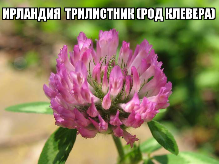 cveti_nacioanalnie_simvoli_stran_20.jpg