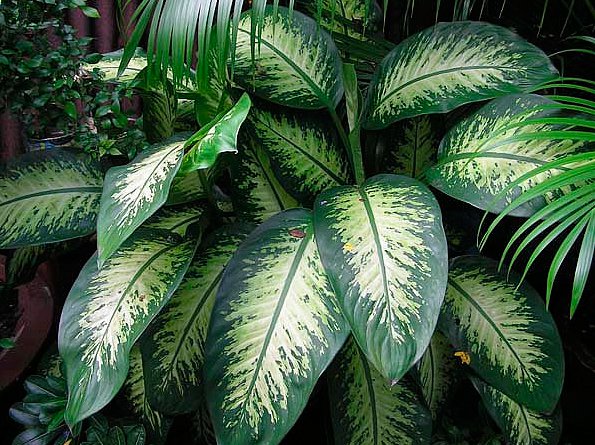 aglaonema_minliva.jpg