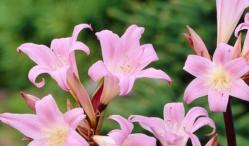 amarilis_beladonna.jpg