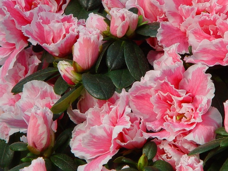 rododendron_simsa.jpg