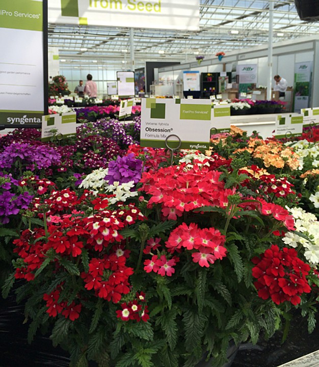 verbena_gibrid_f1_obseshn.jpg